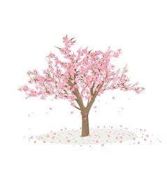 Cherry blossoms